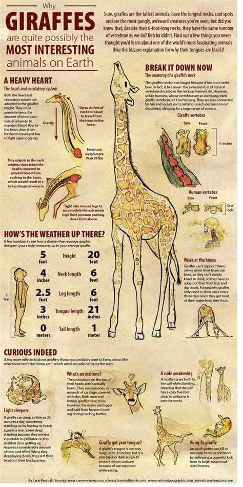 Giraffes as Pets: Facts and Considerations