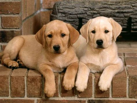 Golden Labrador Adoption: Finding Your Perfect Furry Friend and Making a Lifelong Commitment