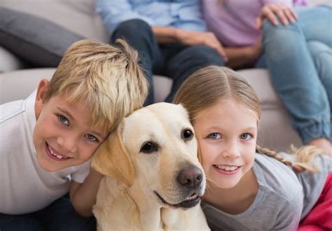 Golden Labradors and Children: A Perfect Combination