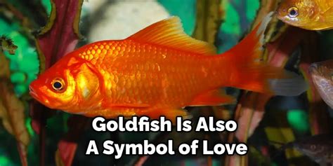 Goldfish as a Spiritual and Symbolic Creature