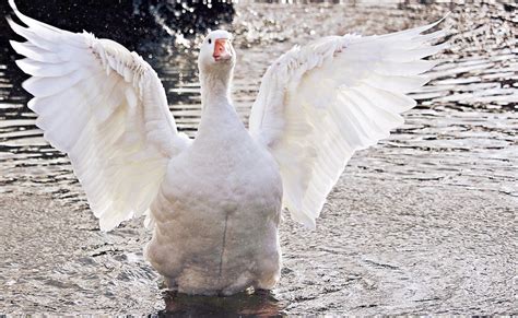 Goose as a Psychological Symbol in Dream Interpretation