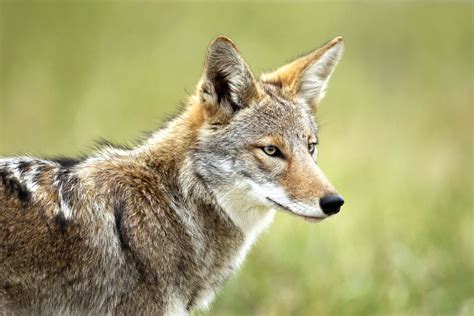 Gray Coyotes as Guides in Times of Transition and Change