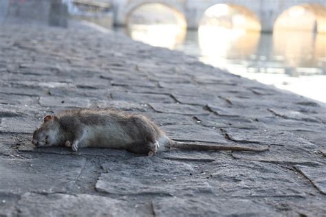 Gray Rats as Messengers of Transformation and Change