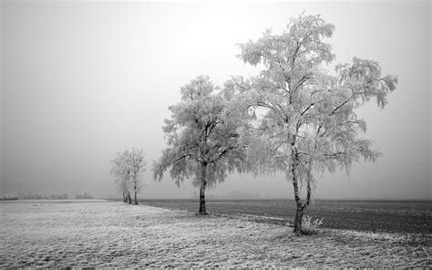 Gray in Nature: Uncovering the Significance of Gray in the Natural World