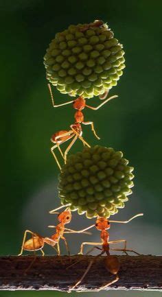 Green Ants in Dreams: Significance and Interpretation