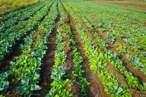 Green Cabbage as a Sustainable Crop: Environmentally Friendly Farming Practices