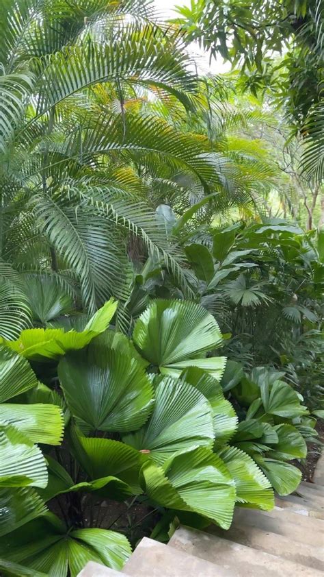 Green Dreams: Transforming Your Yard into a Lush Paradise