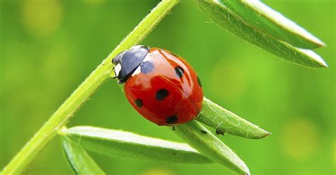 Green Ladybug in Folklore and Superstitions