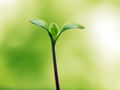 Green Plants: A Source of Hope and Positivity