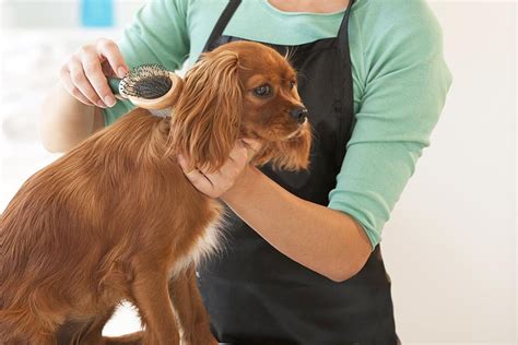 Grooming Essentials: How to Keep Your Beloved Lab Looking His Best