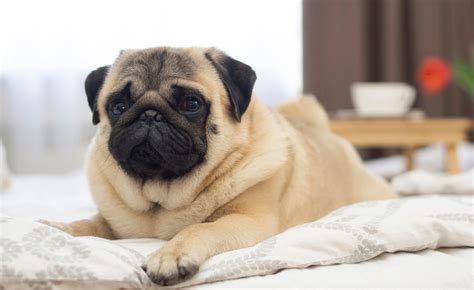 Grooming Needs and Care Tips for Your Pug Canine Companion