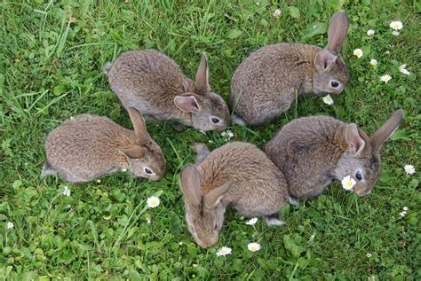 Grooming Your Bunny: Maintaining Their Fluffy Cuteness