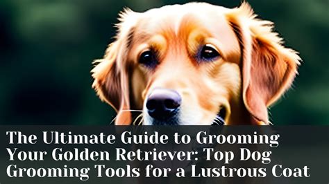 Grooming Your Golden Retriever: Tips for a Pristine and Lustrous Coat