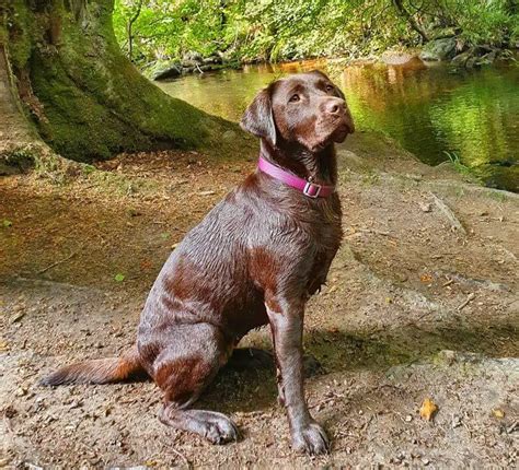 Grooming Your Labrador: Tips for Keeping Your Pup Looking and Feeling Fabulous