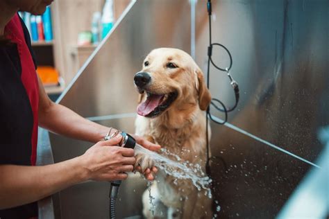 Grooming and Maintaining the Health of Your Woolly Companions