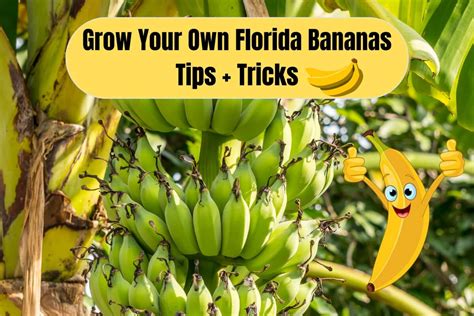 Growing Bananas: Tips and Tricks