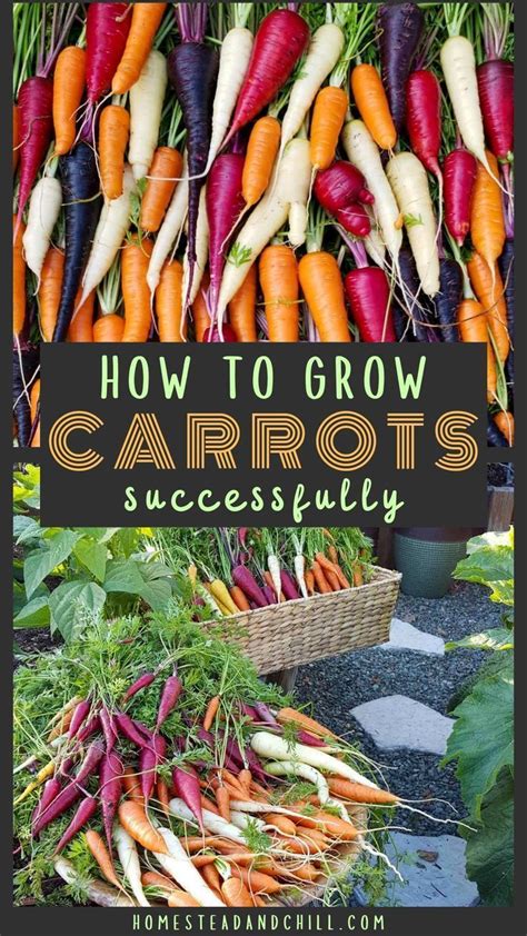 Growing Carrots: From Seed to Table