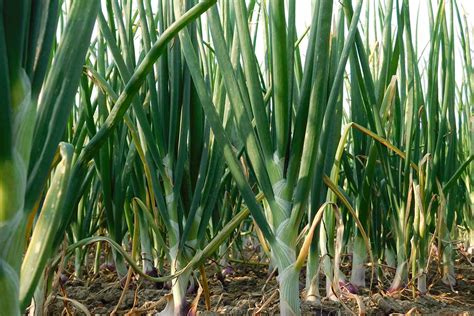 Growing Scallions in Your Own Backyard