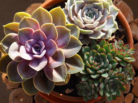 Growing Succulents: Petite Delights with Significant Impact