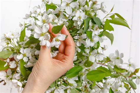 Growing Your Own: Tips for Cultivating Jasmine at Home