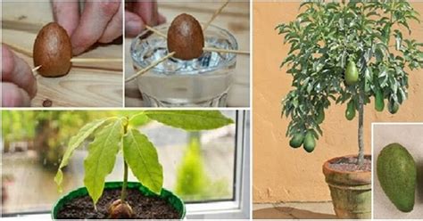 Growing Your Own Avocado Trees at Home