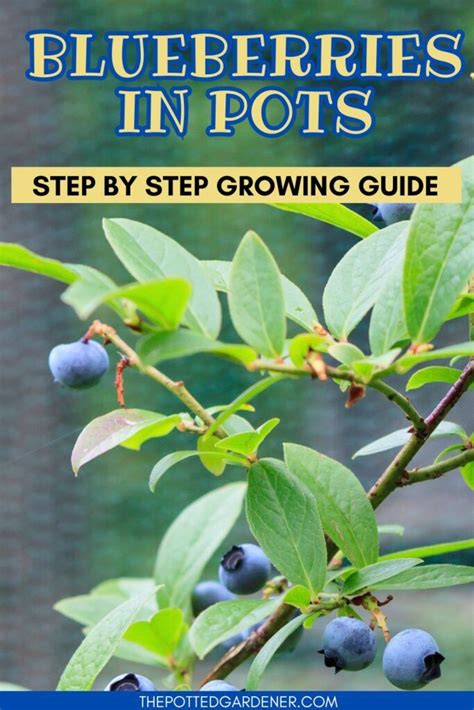 Growing Your Own Blueberries: A Step-by-Step Guide to a Abundant Harvest