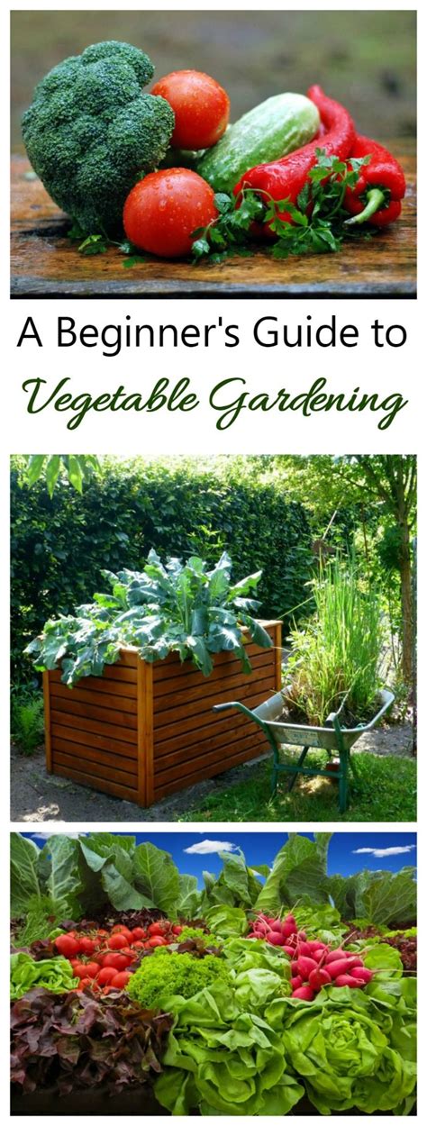 Growing Your Own Food: A Guide to Organic Gardening