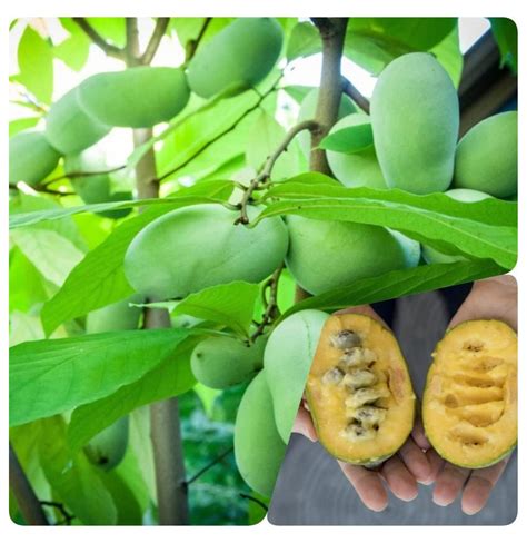 Growing Your Own Pawpaw: Tips for Cultivating this Exotic Sensation