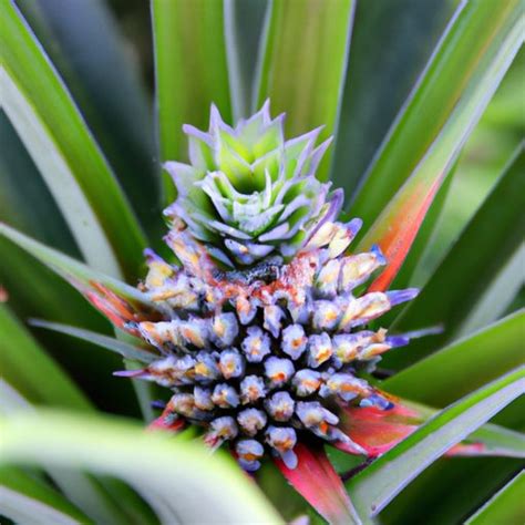 Growing Your Own Pineapple: Tips and Tricks for a Successful Homegrown Harvest