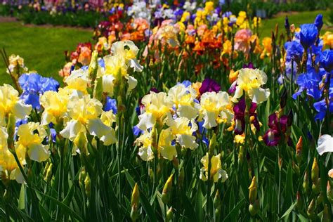 Growing and Caring for Iris: Vital Pointers and Techniques