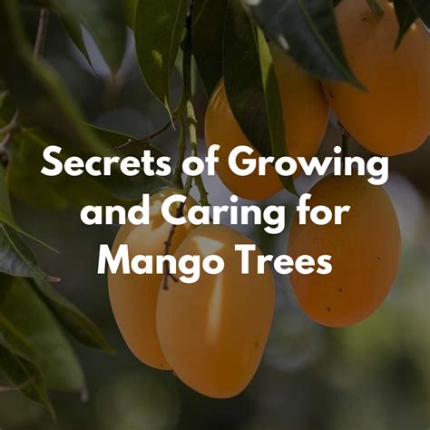 Growing and Caring for Mango Trees: Tips for a Successful Harvest