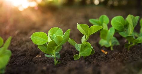 Growing and Harvesting Nutritious Snow Peas