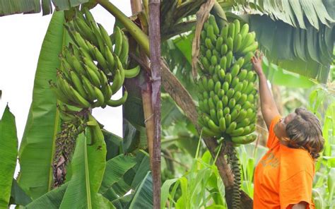 Growing and Harvesting Plantain: Tips for Cultivating Your Own Plantain Tree