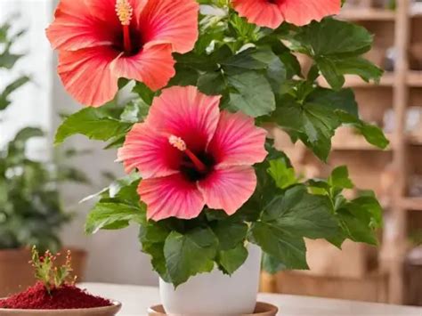 Growing and Nurturing Ivory Hibiscus: Essential Advice and Suggestions