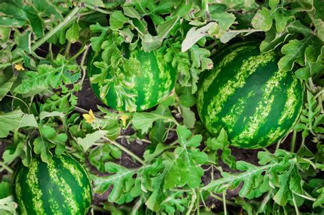 Growing the Perfect Watermelon