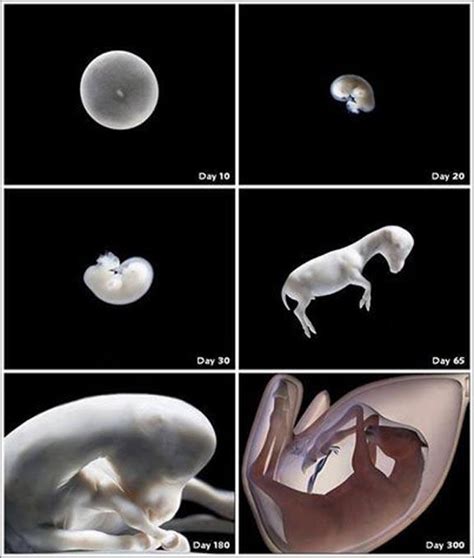 Growth and Development of White Mare Over Time