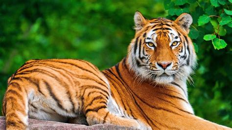 Guardians and Protectors: Investigating the Tiger's Role in Dreams