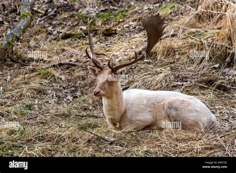 Guardians of the Forest: The Role of Albino Deer in Nature's Tapestry