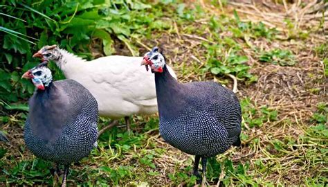 Guardians of the Garden: How Guinea Fowl Can Overcome Pest Challenges