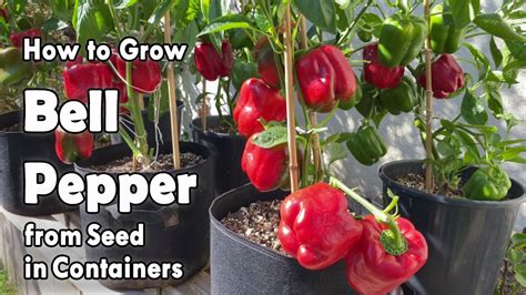 Guide to Green Pepper Cultivation: The Journey from Seedling to Harvest