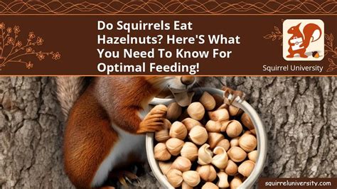 Guidelines for Feeding and Nutrition of Squirrel Companions