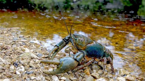 Habitat and Distribution: Exploring the Homes of Enormous Crayfish