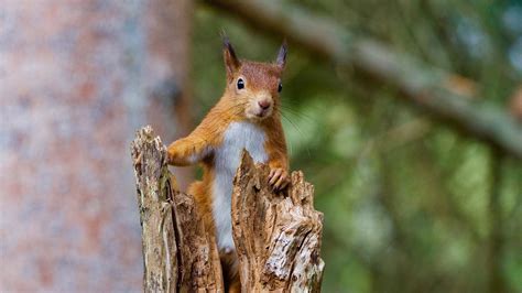 Habitat and Distribution: Where to Locate Red Squirrels and their Preferred Environments