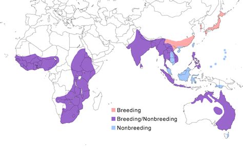 Habitat and Distribution: Where to Spot Egrets Across the Globe