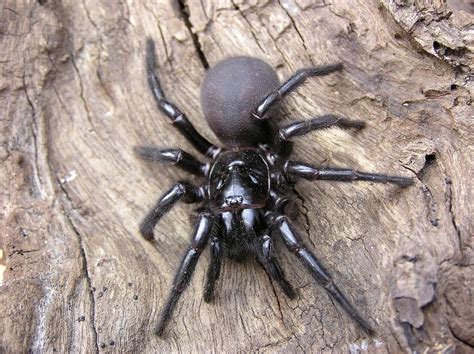 Habitat and Range: Where Can the Terrifying Funnel Web Spider Be Found?