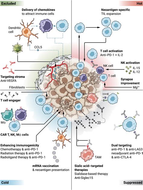 Harnessing the Potential of Immunotherapy in the Advancement of Cancer Treatment