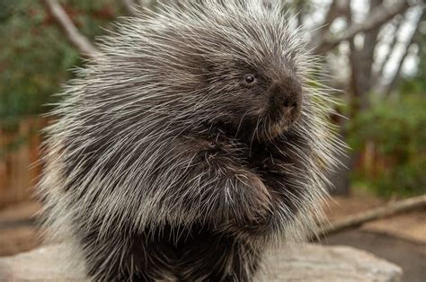 Harnessing the Power of Porcupine Quills: The Protective and Healing Potential