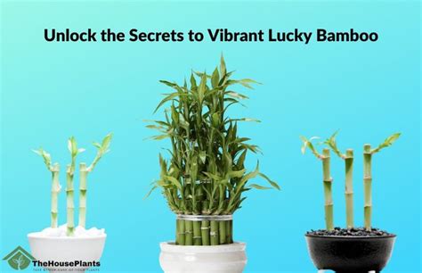 Harnessing the Power of a Bountiful Bamboo: Unlocking Luck and Abundance