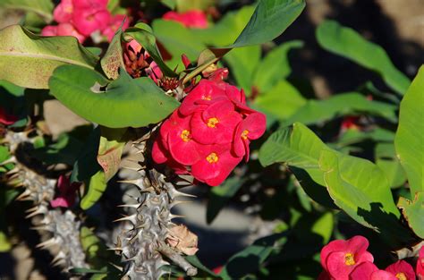 Harnessing the Symbolic Power of the Enigmatic Thorny Plant in Everyday Existence