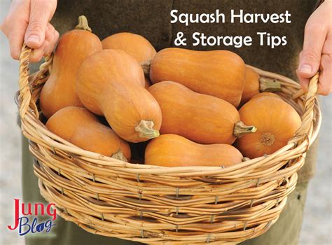 Harvest Time: Tips for Picking and Preserving Enormous Squashes